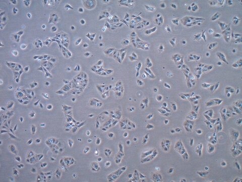 Huh-7.5 Tet-On Human Hepatocellular Carcinoma Cell Line