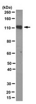 Anti-PSD93 Antibody, clone N18/30 clone N18/30, from mouse