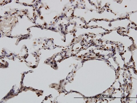 Monoclonal Anti-YY1 antibody produced in mouse clone 2C4, purified immunoglobulin, buffered aqueous solution