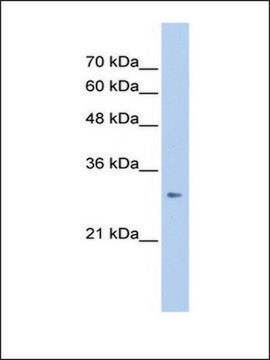 Anti-ING1 antibody produced in rabbit IgG fraction of antiserum