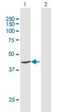 抗PTDSS1抗体 ウサギ宿主抗体 purified immunoglobulin, buffered aqueous solution