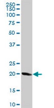 Anti-STMN1 Rabbit pAb liquid, Calbiochem&#174;