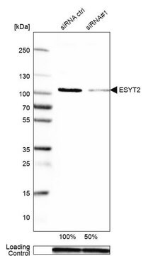 抗ESYT2 ウサギ宿主抗体 Prestige Antibodies&#174; Powered by Atlas Antibodies, affinity isolated antibody, buffered aqueous glycerol solution