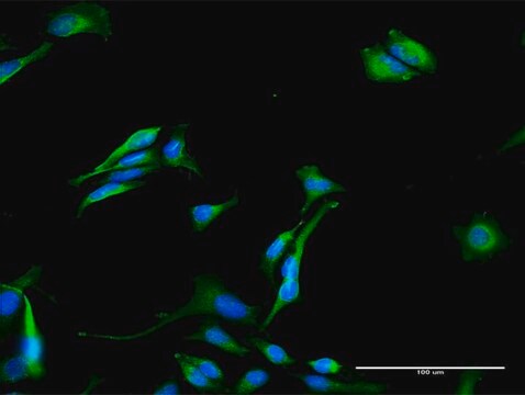 Anti-GNPAT antibody produced in rabbit purified immunoglobulin, buffered aqueous solution