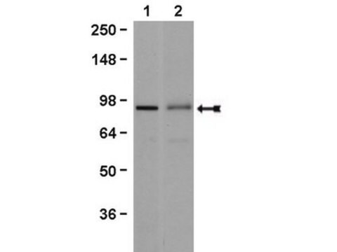 Anti-Beta Catenin Antibody, clone 7F7.2 clone 7F7.2, Upstate&#174;, from mouse