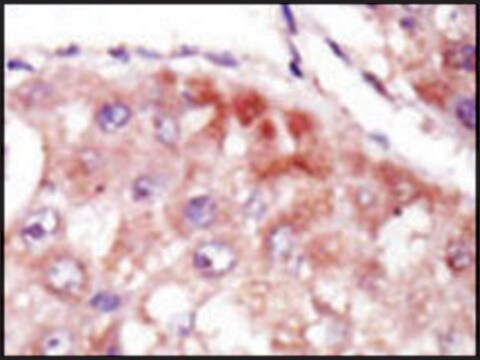 Anti-BAIAP3 (C-term) antibody produced in rabbit IgG fraction of antiserum, buffered aqueous solution