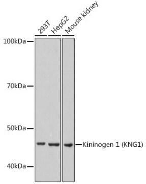 Anti-Kininogen 1 (KNG1) antibody produced in rabbit