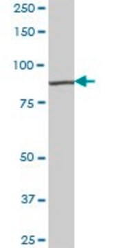 Anti-RASGRP3 antibody produced in mouse IgG fraction of antiserum, buffered aqueous solution