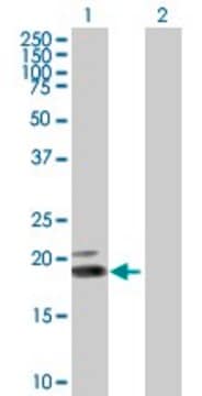 Anti-IFNW1 antibody produced in mouse purified immunoglobulin, buffered aqueous solution