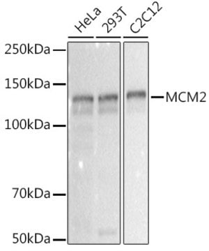 Anti-MCM2 Antibody, clone 0Q10S9, Rabbit Monoclonal