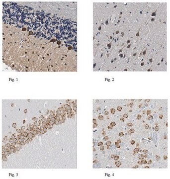 Anti-nNOS/NOS I Antibody 0.5&#160;mg/mL, from rabbit