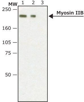 抗ミオシンIIB, 非筋肉型 ウサギ宿主抗体 affinity isolated antibody, buffered aqueous solution