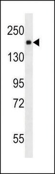 MONOCLONAL ANTI-PDGFR antibody produced in mouse clone 275CT1, crude ascites, buffered aqueous solution