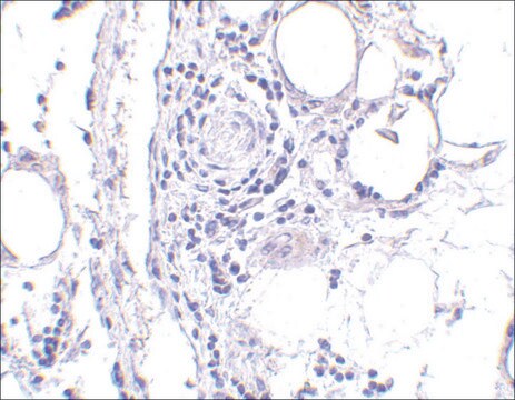 Anti-FABP7 antibody produced in rabbit affinity isolated antibody, buffered aqueous solution