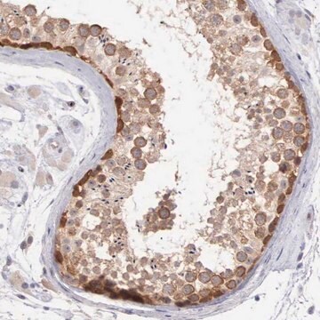 Anti-DNAJB7 antibody produced in rabbit Prestige Antibodies&#174; Powered by Atlas Antibodies, affinity isolated antibody, buffered aqueous glycerol solution