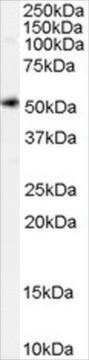 Anti-SLC7A11 antibody produced in goat affinity isolated antibody, buffered aqueous solution