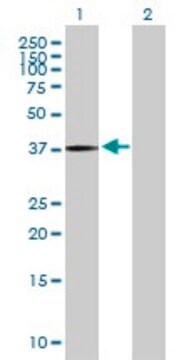 Anti-PANK3 antibody produced in mouse purified immunoglobulin, buffered aqueous solution