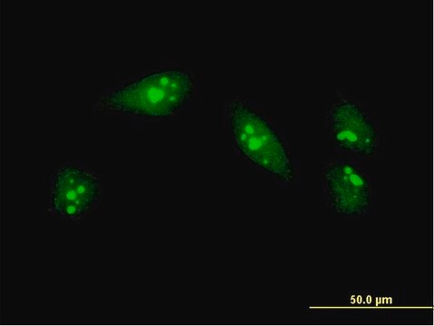 ANTI-MEOX1 antibody produced in mouse clone 2E12, purified immunoglobulin, buffered aqueous solution