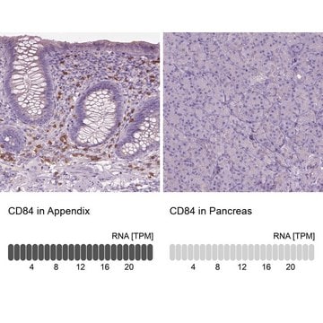 Anti-CD84 antibody produced in rabbit Prestige Antibodies&#174; Powered by Atlas Antibodies, affinity isolated antibody, buffered aqueous glycerol solution