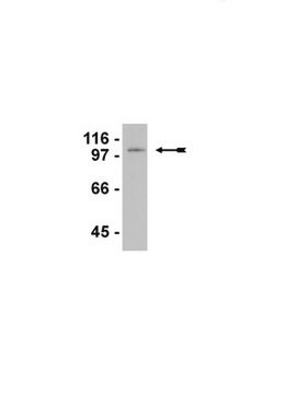 Anticorpo anti-LSD1/BHC110 ascites fluid, Upstate&#174;