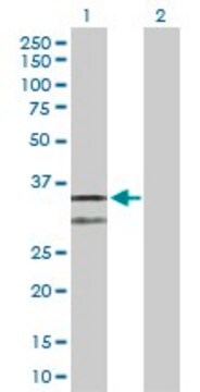 抗CYC1抗体 ウサギ宿主抗体 purified immunoglobulin, buffered aqueous solution