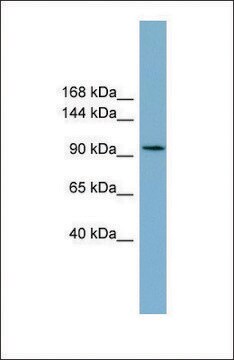 Anti-SLC12A3 antibody produced in rabbit affinity isolated antibody