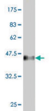 ANTI-SMAD4 antibody produced in mouse clone 2G4, purified immunoglobulin, buffered aqueous solution