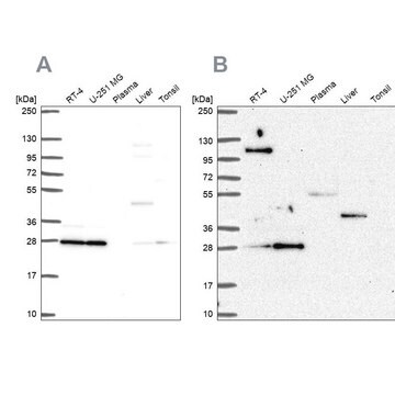 Anti-POLR2E antibody produced in rabbit Prestige Antibodies&#174; Powered by Atlas Antibodies, affinity isolated antibody, buffered aqueous glycerol solution