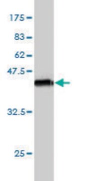 Monoclonal Anti-SEMA3A antibody produced in mouse clone 5G9, purified immunoglobulin, buffered aqueous solution