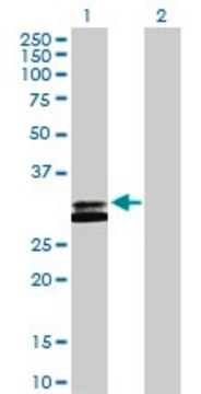 Anti-RNASEH2A antibody produced in rabbit purified immunoglobulin, buffered aqueous solution