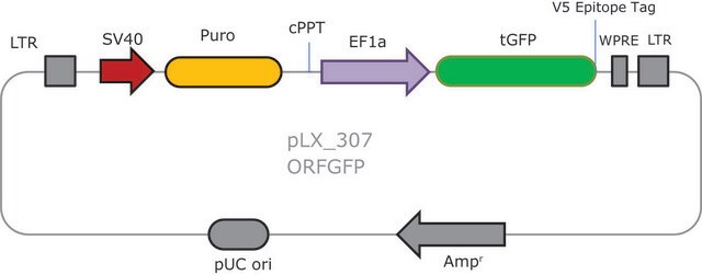 3355 Kontrola lentiwirusa TRC3 ORF GFP