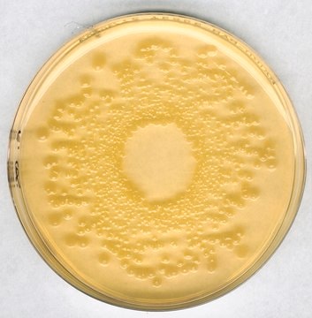 GranuCult&#174; plus Standard I Nutrient Agar for culturing of fastidious microorganisms