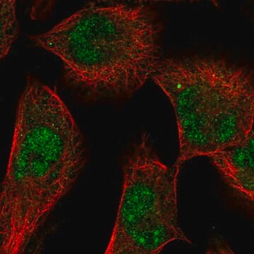 Anti-SGK1 antibody produced in rabbit Prestige Antibodies&#174; Powered by Atlas Antibodies, affinity isolated antibody