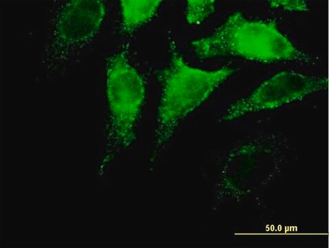 Anti-IFNA4 antibody produced in mouse IgG fraction of antiserum, buffered aqueous solution