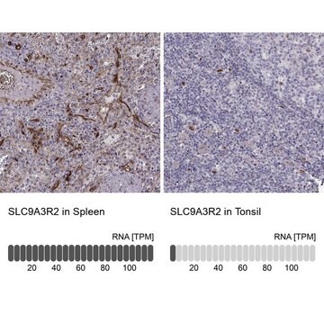 Anti-SLC9A3R2 Prestige Antibodies&#174; Powered by Atlas Antibodies, affinity isolated antibody