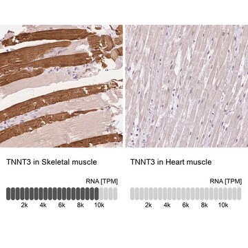 抗TNNT3抗体 ウサギ宿主抗体 Prestige Antibodies&#174; Powered by Atlas Antibodies, affinity isolated antibody, buffered aqueous glycerol solution