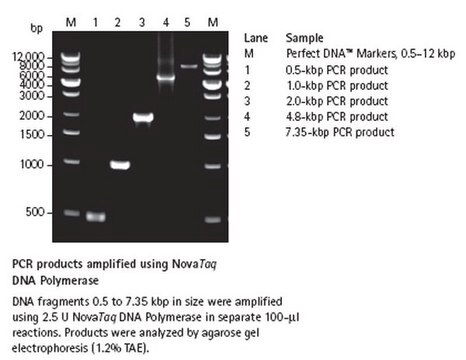 Nova Taq DNA Polymerase Ultrapure recombinant enzyme for dependable PCR amplification