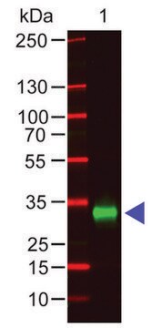 Anti-Human IgG (Fc specific), F(ab&#8242;)2 fragment, highly cross adsorbed antibody produced in goat affinity isolated antibody, buffered aqueous solution