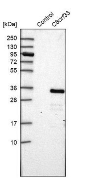 Anti-C8orf33 antibody produced in rabbit Prestige Antibodies&#174; Powered by Atlas Antibodies, affinity isolated antibody, buffered aqueous glycerol solution, ab1