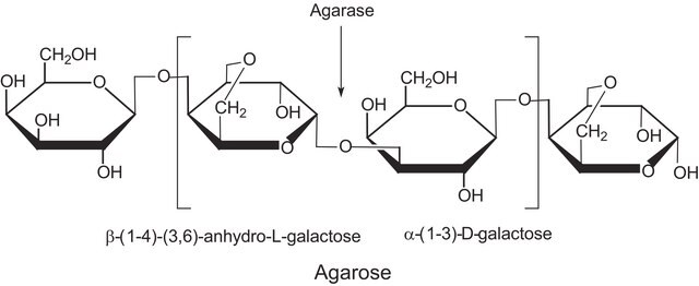 Agarase from Pseudomonas atlantica lyophilized powder, &#8805;5,000&#160;units/mg protein (Lowry)