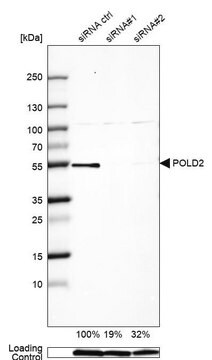 抗POLD2抗体 ウサギ宿主抗体 Prestige Antibodies&#174; Powered by Atlas Antibodies, affinity isolated antibody, buffered aqueous glycerol solution