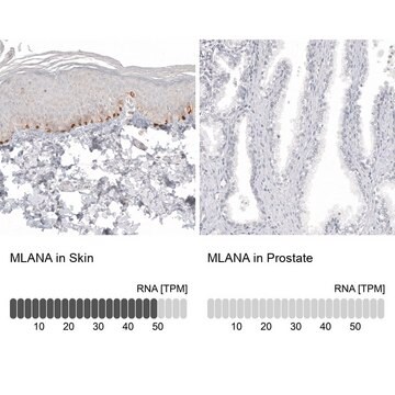 Anti-MLANA antibody produced in mouse Prestige Antibodies&#174; Powered by Atlas Antibodies, clone CL12874, purified by using Protein A, buffered aqueous glycerol solution