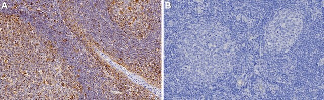 Anti-CD86 Antibody, clone 2H2 ZooMAb&#174; Rabbit Monoclonal recombinant, expressed in HEK 293 cells