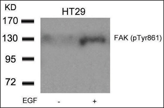 Anti-phospho-PTK2 (pTyr861) antibody produced in rabbit affinity isolated antibody