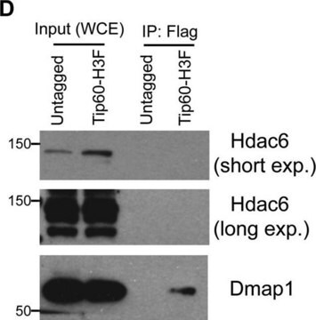 抗-HDAC6抗体，CT Upstate&#174;, from rabbit