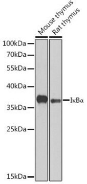 Anti- I&#954;B&#945; antibody produced in rabbit