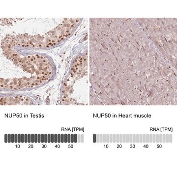 Anti-NUP50 antibody produced in rabbit Prestige Antibodies&#174; Powered by Atlas Antibodies, affinity isolated antibody, buffered aqueous glycerol solution