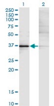 Monoclonal Anti-KLF15, (N-terminal) antibody produced in mouse clone 1F3, purified immunoglobulin, buffered aqueous solution