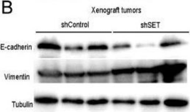 抗ビメンチン抗体、マウスモノクローナル マウス宿主抗体 clone V9, purified from hybridoma cell culture