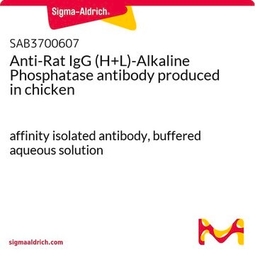 Anti-Rat IgG (H+L)-Alkaline Phosphatase antibody produced in chicken affinity isolated antibody, buffered aqueous solution